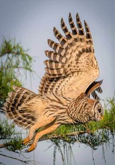 an owl is flying through the air with its wings spread