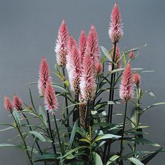 some very pretty pink flowers in a vase on a table with grey wall behind it