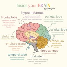 Talks about the major brain areas and their key functions #psychology #brain #mentalwellness #psychologist Brain Areas And Functions, Counselling Study Notes, Study Of Psychology, Psychology Medications, Psychology Tips For Studying, Intro To Psychology Notes, Behaviorism Psychology, Psychology Study Tips, Psychology A Level Revision