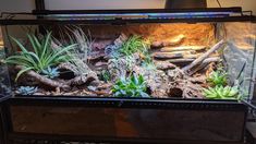 an aquarium filled with plants and rocks