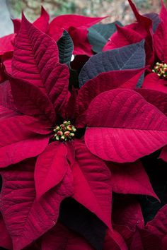 red and black poinsettia flowers with green leaves