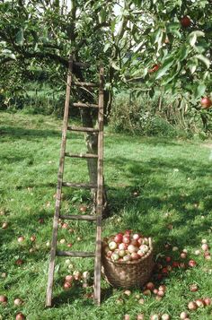 an old ladder leaning up to pick apples from the tree