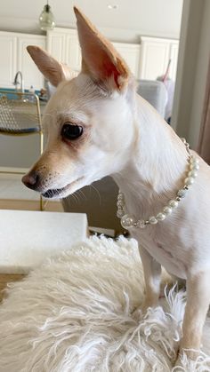 a small white dog wearing a pearl necklace