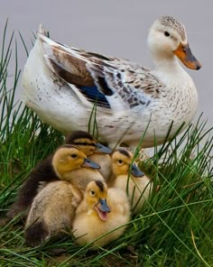 a group of ducks sitting next to each other on top of grass