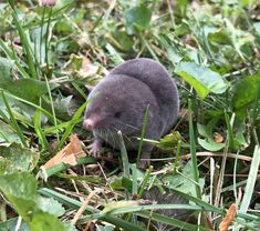 a small rodent in the grass looking for something to do with it's head