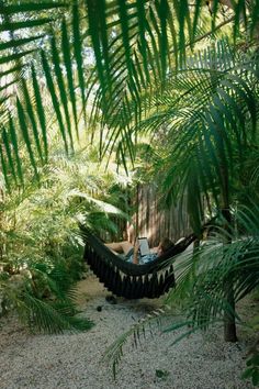 a person laying in a hammock surrounded by palm trees and other greenery