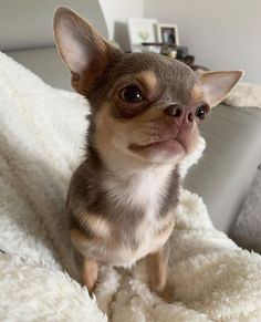 a small dog sitting on top of a bed covered in fluffy white blankets and looking at the camera