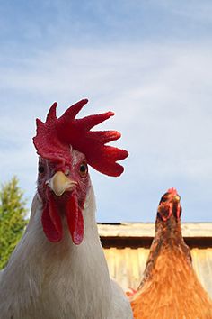 two roosters standing next to each other in front of a blue sky with clouds