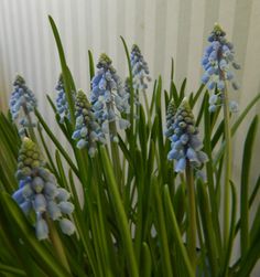 blue flowers are in a green vase on a table next to a wall with vertical stripes