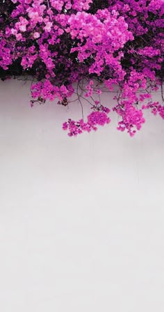 purple flowers are growing on the side of a building