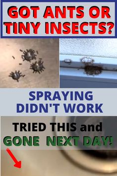 a poster with pictures of bugs and text that reads, got ants or tiny insects? spraying didn't work tried this and gone next day