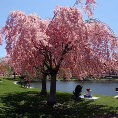 two people sitting under a pink tree next to a body of water in a park