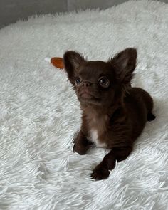 a small brown and white dog laying on top of a fluffy white blanket with an orange tag in it's ear