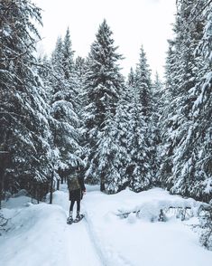 a man riding skis down a snow covered forest