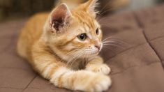 an orange kitten laying on top of a bed