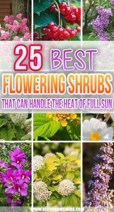 the 25 best flowering shrubs that can handle the heat of full sun in your garden