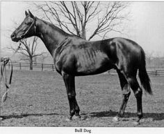 a black and white photo of a horse standing in a field with trees behind it