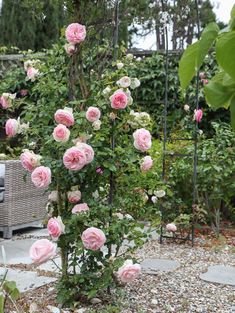 pink roses growing in the middle of a garden