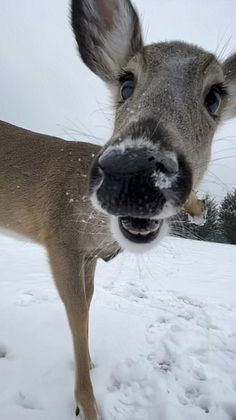 a deer standing in the snow with its mouth open