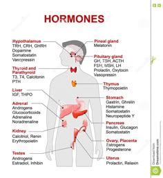 the anatomy of the human body and its major organs, including the livers, pancretam, bronchles, bile