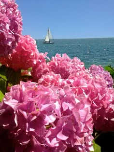 pink flowers with sailboat in the background