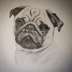 a pencil drawing of a pug dog