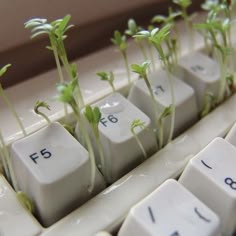 small plants sprouting from the keys of a computer keyboard with numbers on them