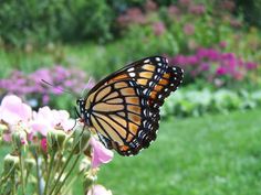 a butterfly sitting on top of a pink flower in a green field next to purple flowers