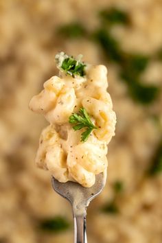 a fork with macaroni and cheese on it