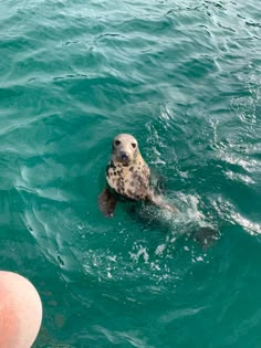 a seal swimming in the ocean with people watching