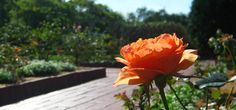 an orange rose in the middle of a garden