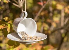 a bird feeder hanging from a tree filled with birdseed