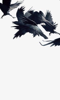 three black birds flying in the sky together