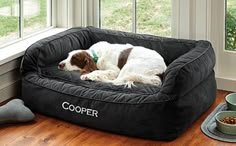 a brown and white dog laying on top of a black bed in front of a window