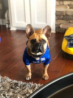 a small dog wearing a blue shirt standing on the floor in front of a door