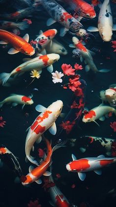 many koi fish are swimming in the water