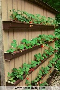 an outdoor garden with strawberries growing on the side of a building and a play button