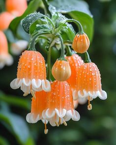 orange and white flowers with water droplets on them