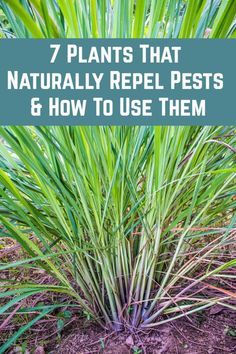 some plants that are growing out of the ground with text overlay saying 7 plants that naturally repel pests and how to use them