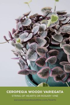 there is a potted plant with purple and green leaves