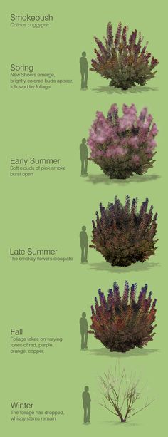 the different types of plants that can be seen in this graphic style, including trees and shrubs