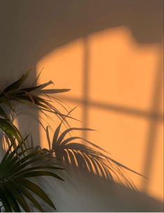 a potted plant sitting next to a wall with the shadow of a window on it