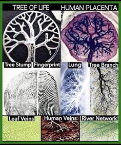 the tree of life is depicted in this poster