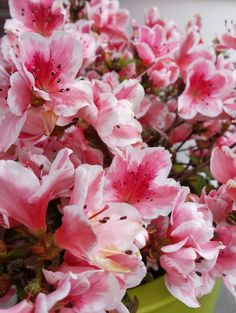 pink flowers are in a green pot on the table