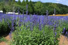 a field full of purple flowers with trees in the background