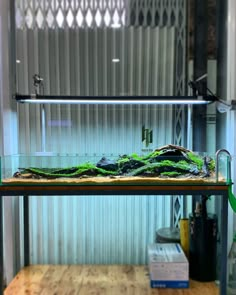 a fish tank filled with green plants and water on top of a wooden table next to a window