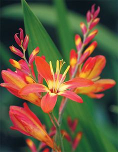 an orange and yellow flower with green leaves in the background