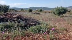 an open field with flowers and bushes in the foreground