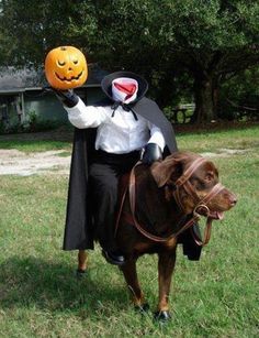 a man riding on the back of a brown dog wearing a pumpkin mask and cape