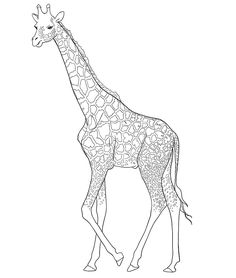 a giraffe standing in the middle of a white background with lines on it